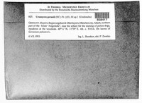 Uromyces geranii image